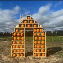 pumpkins-10