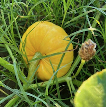 pumpkins-11
